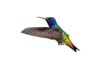 colibri